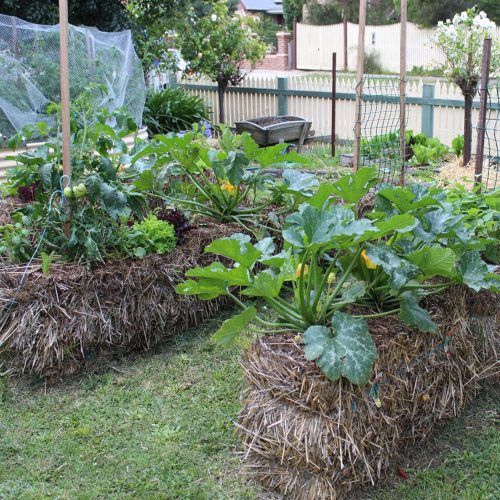 Straw Bale Raised Beds for Vegetables @ Agriculture Museum
