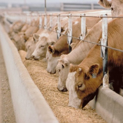 Jr. Livestock Nutrition Seminar @ Agriculture Museum