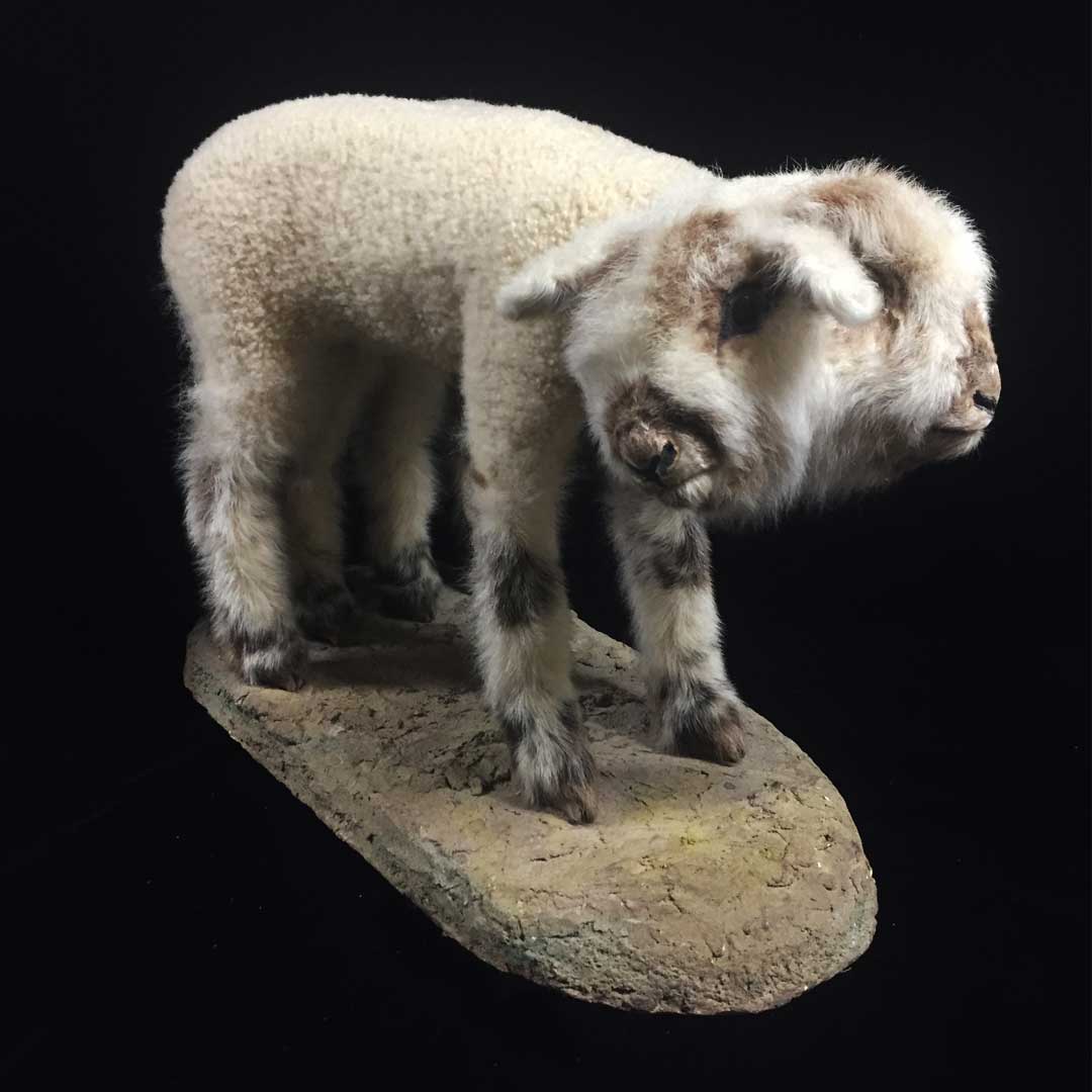 Two-Headed Lamb - Museum of Ventura County