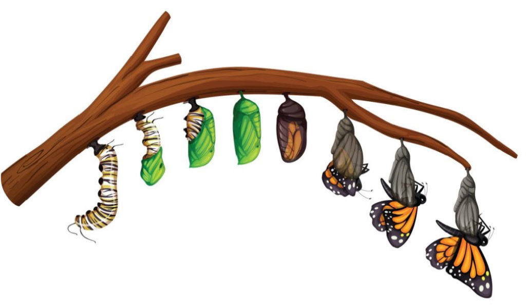 life cycle of a monarch butterfly