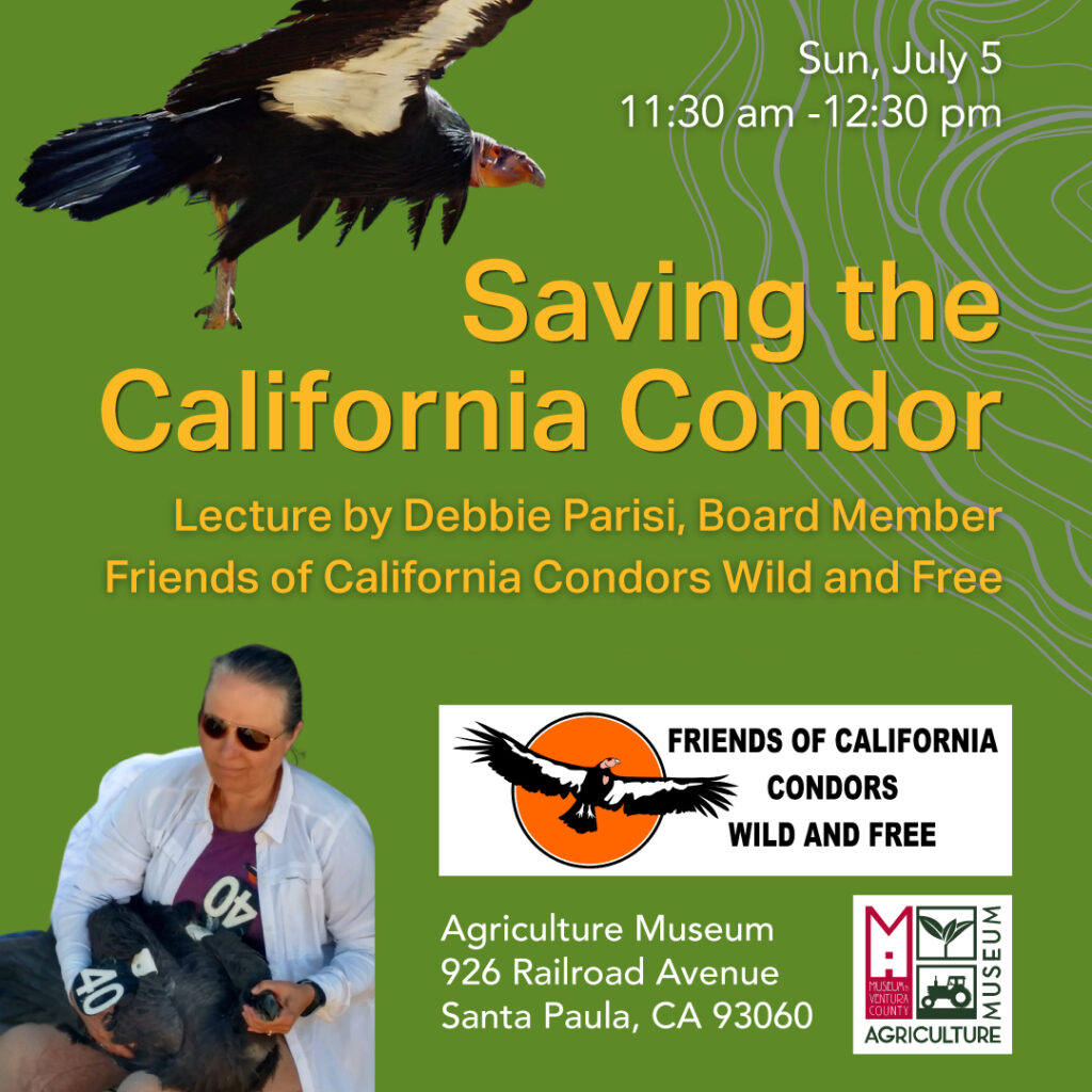 Saving the California Condor
