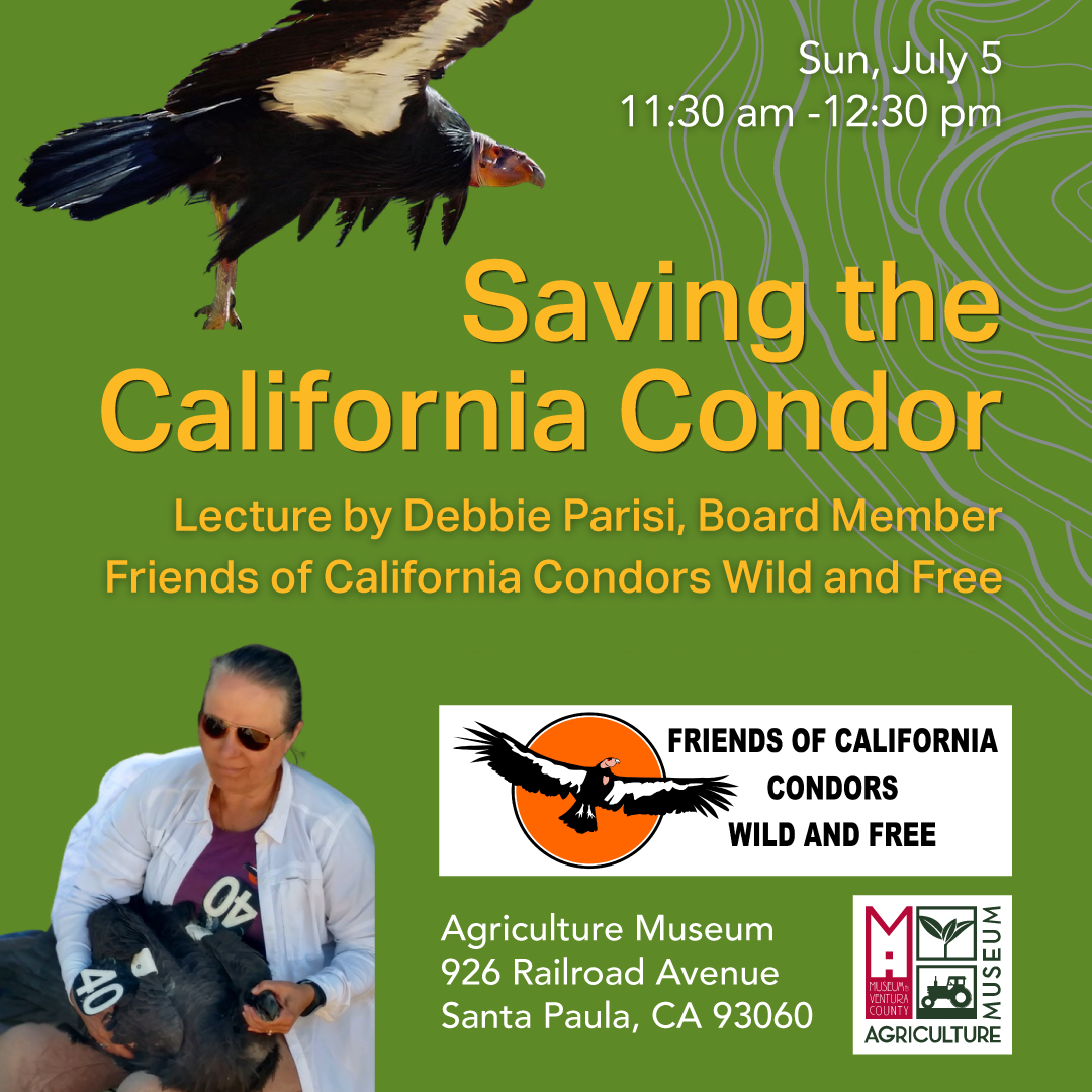 Saving the California Condor